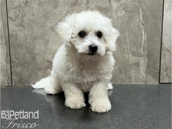 Bichon Frise DOG Male White 30079 Petland Frisco, Texas