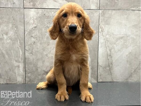 Golden Retriever DOG Female Golden 30055 Petland Frisco, Texas