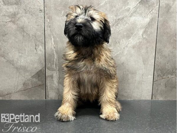 Soft Coated Wheaten Terrier DOG Female Wheaten 30063 Petland Frisco, Texas