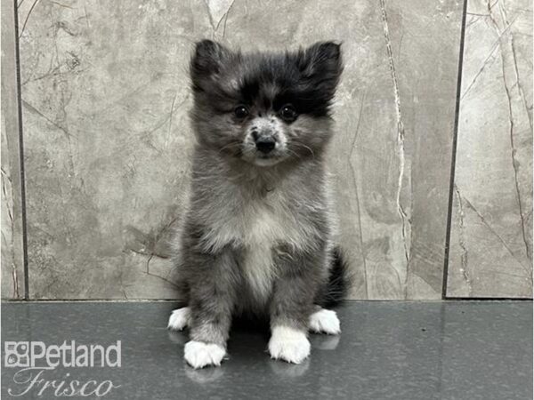 Pomeranian-DOG-Male-Blue Merle-30057-Petland Frisco & Mckinney, Texas
