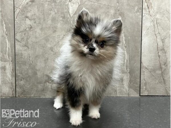 Pomeranian-DOG-Male-Blue Merle-30020-Petland Frisco, Texas