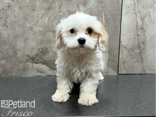 Cavachon-DOG-Male-White / Blenheim-30083-Petland Frisco & Mckinney, Texas