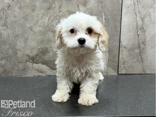 Cavachon DOG Male White / Blenheim 30083 Petland Frisco, Texas