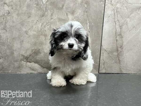 Cavapoo DOG Female Merle 30087 Petland Frisco, Texas