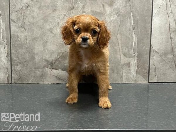 Cavalier King Charles Spaniel DOG Female Ruby 30067 Petland Frisco, Texas