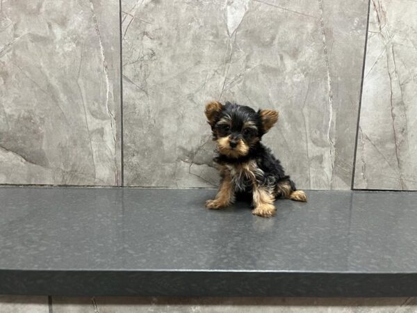 Yorkshire Terrier DOG Female Black / Tan 30086 Petland Frisco, Texas