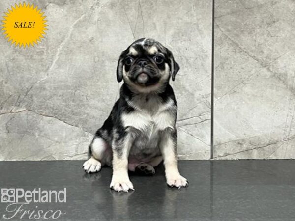 Pug DOG Male Chocolate Merle 29998 Petland Frisco, Texas