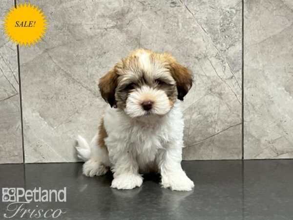 Havanese-DOG-Male-Sable and White-30006-Petland Frisco & Mckinney, Texas