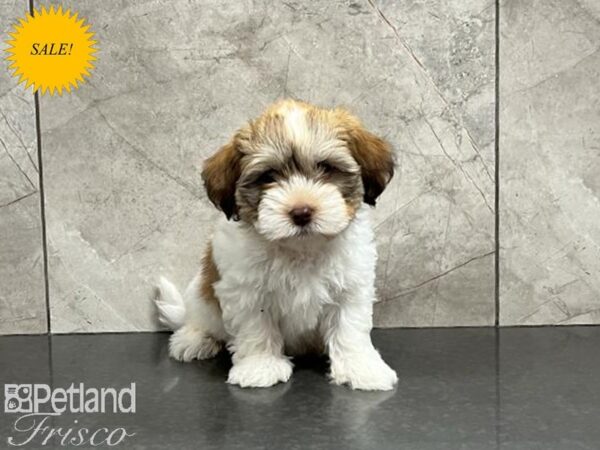 Havanese DOG Male Sable and White 30006 Petland Frisco, Texas