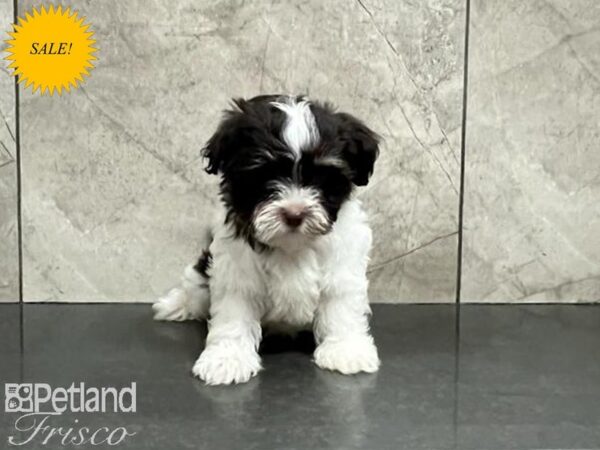 Havanese DOG Male Chocolate and White 30007 Petland Frisco, Texas