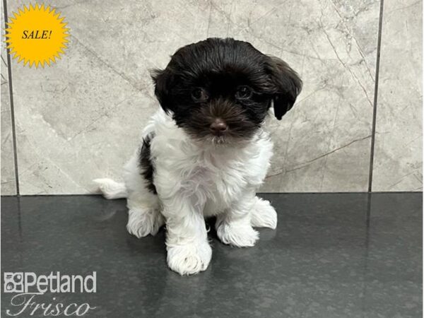 Havanese DOG Female Chocolate and White 30008 Petland Frisco, Texas