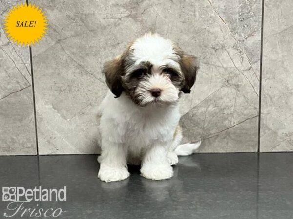 Havanese DOG Female Sable and White 30009 Petland Frisco, Texas