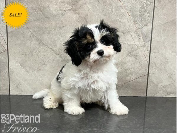 Cavapoo DOG Male Black, White and Tan 30010 Petland Frisco, Texas