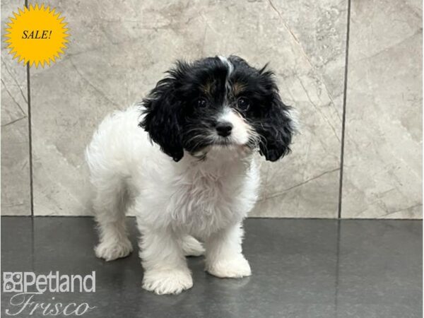 Cavapoo DOG Female Black, White and Tan 30011 Petland Frisco, Texas