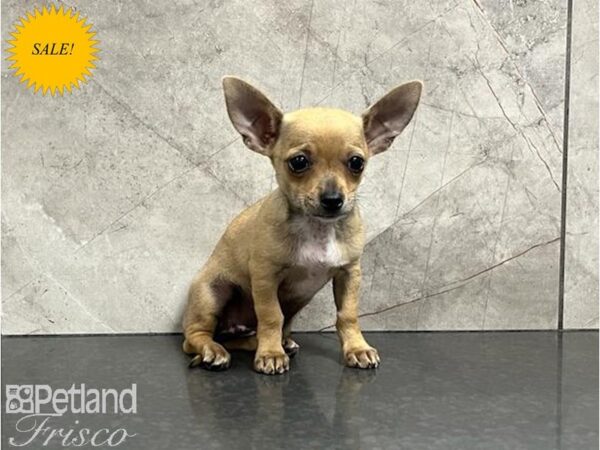 Chihuahua DOG Female Tan and White 30016 Petland Frisco, Texas