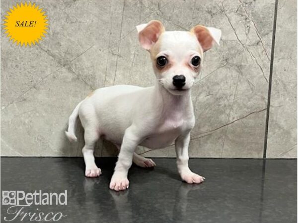 Chihuahua DOG Male White / Fawn 30032 Petland Frisco, Texas