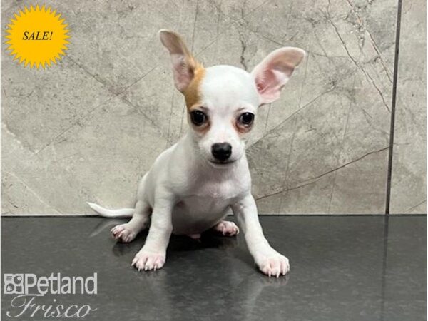 Chihuahua DOG Male White / Fawn 30033 Petland Frisco, Texas