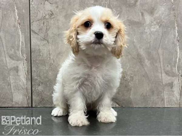 Cavachon DOG Female White / Blenheim 30082 Petland Frisco, Texas