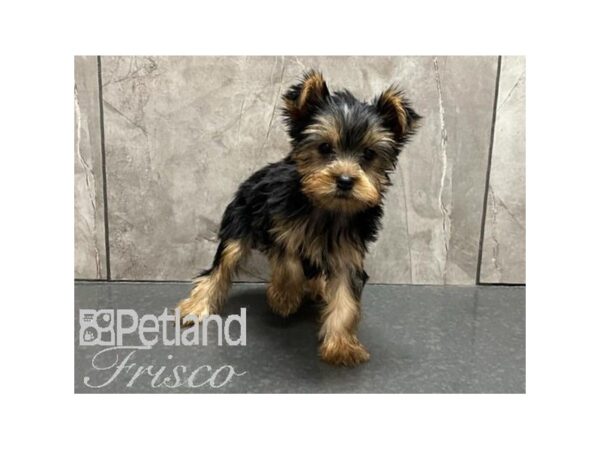 Yorkshire Terrier DOG Male Black / Tan 30085 Petland Frisco, Texas