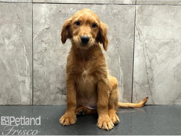 Golden Retriever DOG Female Golden 30056 Petland Frisco, Texas