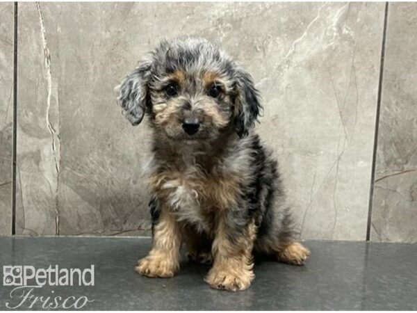 Miniature Australian Shepherd/Miniature Poodle DOG Female Blue Merle & Tan Points 30090 Petland Frisco, Texas