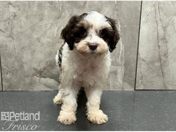 Cockapoo-DOG-Female-Chocolate and White-30089-Petland Frisco, Texas