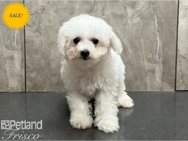 Bichon Frise-DOG-Female-White-29996-Petland Frisco, Texas