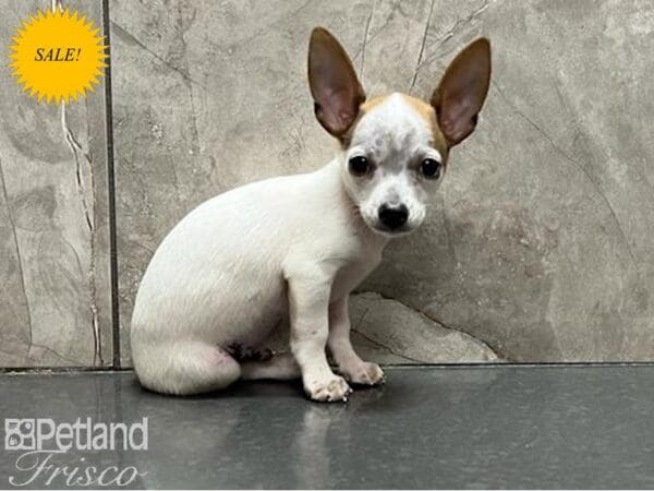 Chihuahua DOG Male Red and White 30012 Petland Frisco, Texas