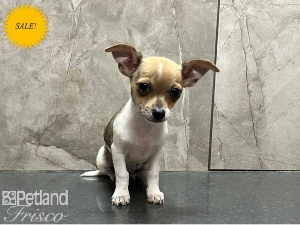 Chihuahua DOG Female Red and White 30013 Petland Frisco, Texas