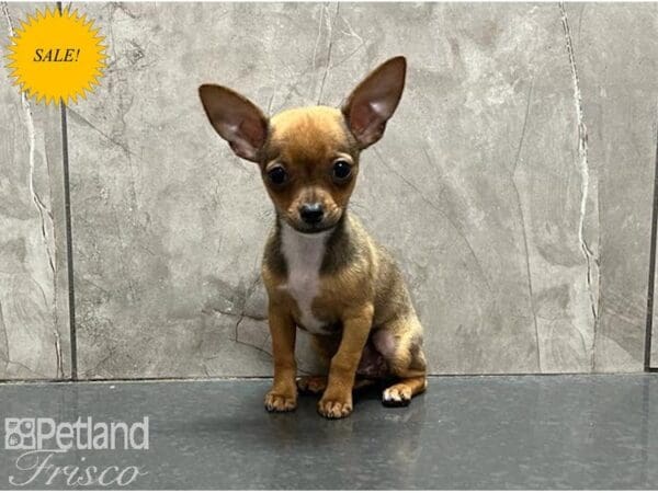 Chihuahua-DOG-Female-Tan-30015-Petland Frisco, Texas