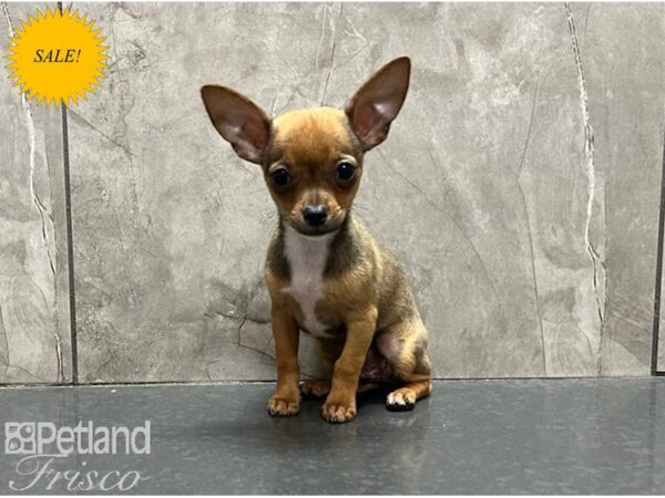 Chihuahua DOG Female Tan 30015 Petland Frisco, Texas