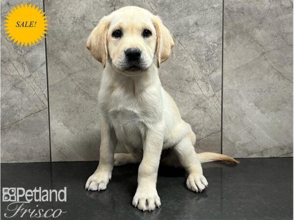 Labrador Retriever DOG Male Yellow 30036 Petland Frisco, Texas