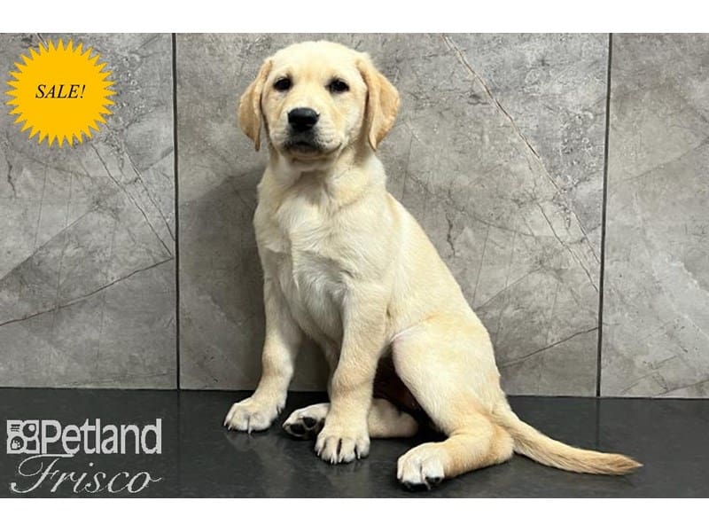 Labrador Retriever-DOG-Female-Yellow-3680299-Petland Frisco, Texas