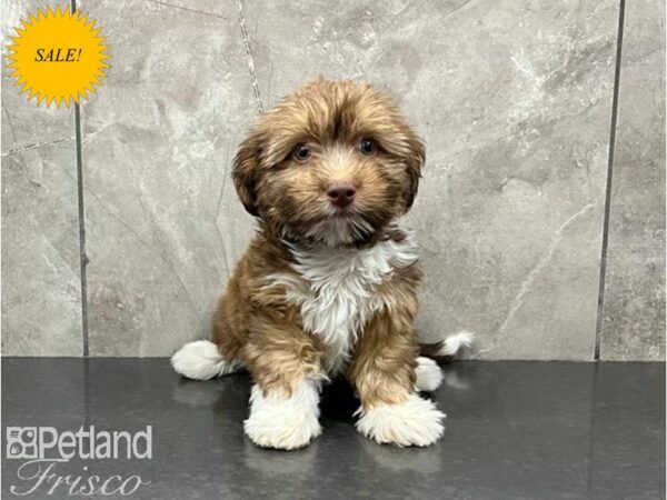 Havanese DOG Female Red Sable 30044 Petland Frisco, Texas