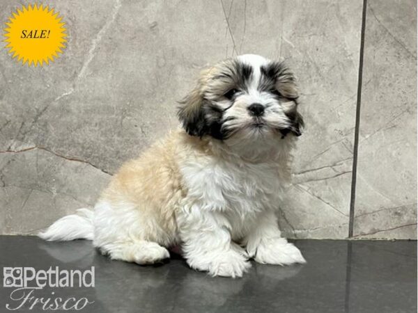 Teddy Bear DOG Male Brown / White 30051 Petland Frisco, Texas