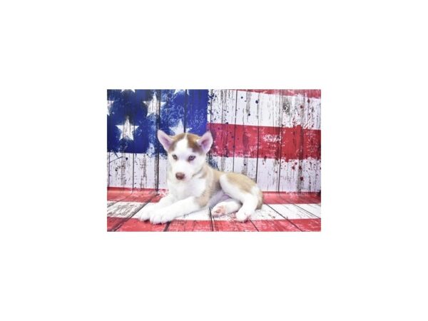 Siberian Husky DOG Male Red and White 30099 Petland Frisco, Texas