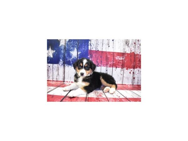 Miniature American Shepherd DOG Male Black 30100 Petland Frisco, Texas