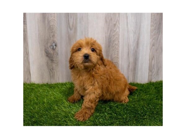 Goldendoodle Mini DOG Female Red 30111 Petland Frisco, Texas