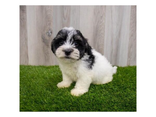 Havanese-DOG-Female-Black-30103-Petland Frisco, Texas