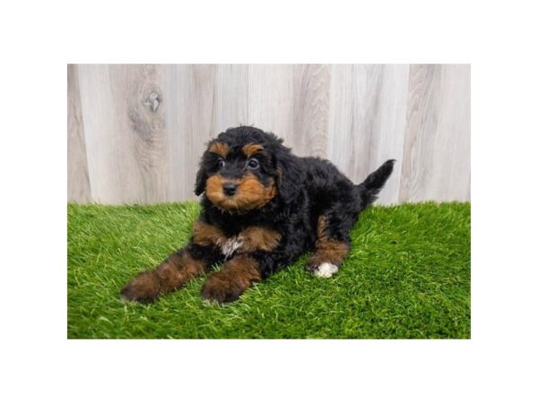 Bernedoodle Mini 2nd Gen DOG Female Black / Tan 30107 Petland Frisco, Texas