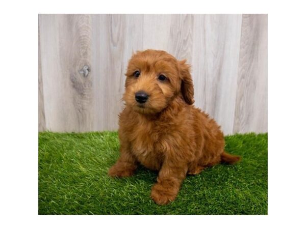 Goldendoodle Mini-DOG-Female-Red-30108-Petland Frisco & Mckinney, Texas