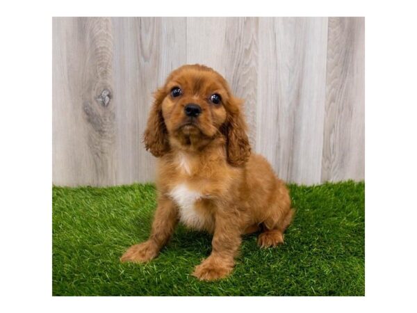 Cavalier King Charles Spaniel-DOG-Male-Ruby-30112-Petland Frisco, Texas