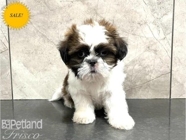 Shih Tzu-DOG-Male-Sable / White-30022-Petland Frisco & Mckinney, Texas