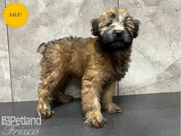 Soft Coated Wheaten Terrier DOG Female Wheaten 30024 Petland Frisco, Texas