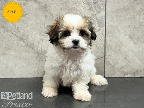 Teddy Bear DOG Female Gold / White 30026 Petland Frisco, Texas