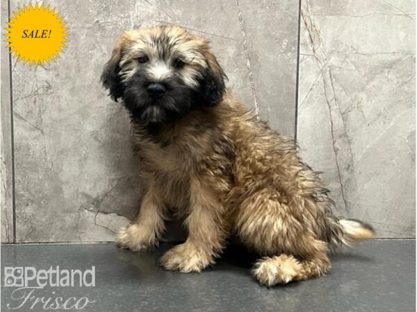 Soft Coated Wheaten Terrier-DOG-Male-Wheaten-30065-Petland Frisco & Mckinney, Texas