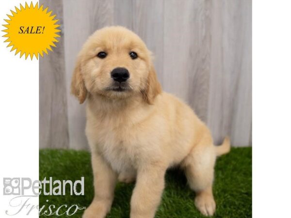 Golden Retriever DOG Female Golden 30072 Petland Frisco, Texas