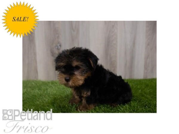 Yorkshire Terrier DOG Male Black / Tan 30074 Petland Frisco, Texas