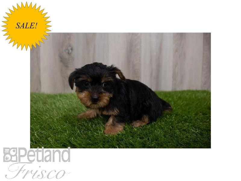 Yorkshire Terrier-DOG-Female-Black / Tan-3688272-Petland Frisco, Texas