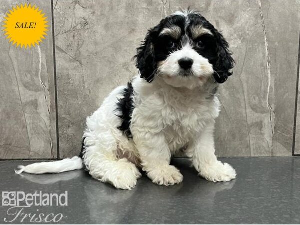 Cavachon DOG Male Black / White 30077 Petland Frisco, Texas